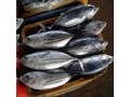 واردات ماهی اسکیپ جک و یلوفین جهت تولید تن ماهی - ماهی جنوب