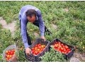 سبد گوجه فرنگی - آب گیر گوجه یک تن