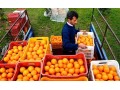  سبد 20 کیلویی - فروش سبد پرتقال و نارنگی  - کم پرتقال