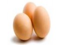 تخم مرغ نطفه دار بومی - طرح مرغ تخم گذار بومی