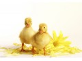 جوجه اردک بومی - طرح مرغ تخم گذار بومی