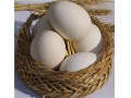 تخم نطفه دار اردک - اردک سفید پکنی