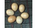 تخم قرقاول - قرقاول آمریکایی بالغ