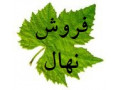تولید و فروش نهال به اصفهان، انگور، گردو، سنجد، گل محمدی و غیره در ابهر - نهالستان زربرگ ابهر - گردو شکن خانگی
