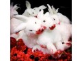 فروش خون خرگوش - طول عمر خرگوش