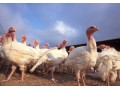 خریدبوقلمون زنده و آماده کشتار - سبد مرغ کشتار