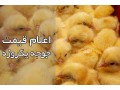 فروش جوجه  - جوجه شتر مرغ مولد