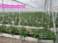 ساخت گلخانه هیدروپونیک-فروش گلخانه هیدروپونیک - طرح گل رز هیدروپونیک