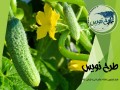 طرح توجیهی گلخانه هیدروپونیک خیار - بذر خیار سبز