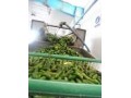 تولید خیار شور وترشی  - بذر خیار سبز