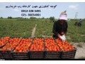 خرید گوجه فرنگی کشاورزان برای کارخانه رب  - گوجه گلخانه ای