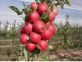 فروش نهال سیب پاکوتاه - نهال انواع گل رز