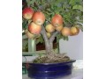 فروش نهال درختان میوه بصورت گلدانی - نهال مالینگ