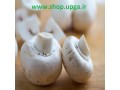 خرید آسان بذر قارچ خوراکی از شرکت اروم کشاورز - اروم نانو