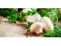 فروش بذر قارچ خوراکی و مواد اولیه تولید قارچ به همراه آموزش