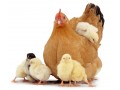 فروش خوراک طیور  - خوراک مرغداران