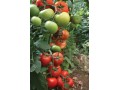  فروش بذر گوجه فرنگی گلخانه ای شرکت یکره  - توت فرنگی