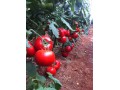   بذر گوجه فرنگی گلخانه ای  یکره  - توت فرنگی