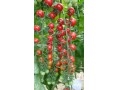  فروش بذر گوجه فرنگی گلخانه ای ATOM شرکت یکره  - توت فرنگی خشک