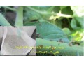 فروش پرلیت perlite  زمین کاو در تولید سموم و آفت کش ها - سموم گلخانه