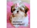 فروش سگ شیتزو گلدپت مرجع تخصصی ازپدر مادر - رنگ مادر