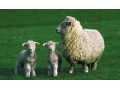 گوسفند زنده - گوسفند داشتی