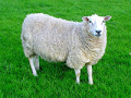 گوسفند زنده - گوسفند ها