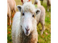 قیمت گوسفند زنده - گوسفند داشتی مشهد