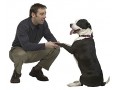  پانسیون سگ , نگهداری و تربیت سگ,  آموزش تربیت سگ , پرورش سگ - تربیت سگ کار