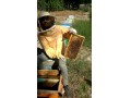 عسل طبیعی و درمانی و لوازم و تجهیزات زنبورداری‎ اهواز - رنگ درمانی