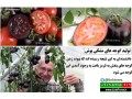 فیلم آموزش پیوند زدن گوجه فرنگی - پیوند زن