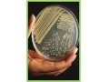 فروش انواع محیط کشت سلولی - محیط کشت میکروبیولوژی