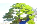 فروش و مشاوره کاشت نهال تضمینی پالونیا هیبرید اصلاح شده پائولونیا هیبریدی  - کاشت درخت سیب