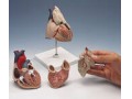 مولاز انسان و حیوان(تولید کننده و وارد کننده) - عکس شماتیک قلب انسان