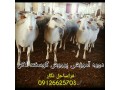 دوره آموزشی پرورش گوسفند لاکن - گوسفند در محل با قصاب