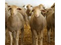کارگاه آموزش عملی پرواربندی گوسفند و بز  - گوسفند اردبیل