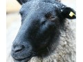 دوره آموزشی پرورش گوسفند رومانف داشتی - گوسفند اردبیل