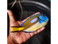 Icon for دوره آموزشی پرورش ماهی زینتی 