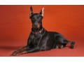 دوبرمن بهترین سگ برای نگهبانی - بی سیم نگهبانی