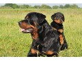 سگ روتوایلر بهترین سگ برای نگهبانی - بی سیم نگهبانی