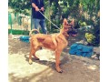 فروش سگ مالینویز آموزش دیده - دیده شدن