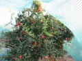 توری سایبان(شید) در باغ انار  کاربرد توری سایبان یا توری شید در باغات انار  برای جلوگیری از آفتاب سوختگی میوه انار  (پوشش دهی جهت سایه اندازی و محافظت - انار صادراتی
