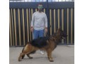سگ ژرمن شپرد سگ معروف جهانی - ثبت جهانی