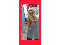 فروش سگ گلدن رتریور - ضریب هوشی بالا - فمیلی داگ امریکا - ضریب هدایتی