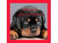 پرورش تخصصی و فروش سگ روتوایلر ( امریکایی - اروپایی) 