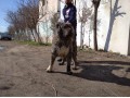 فروش سگ قفقازی توله و مولد - مولد گاز اکسیژن