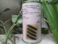 فروش بذر خیار 2n - خیار داربستی