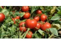 فروش بذر گوجه فرنگی مارکنی زودرس و خوش رنگ - بذر زودرس