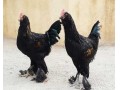 تخم نطفه دار مرغ نژاد مرندی - مرغ و خروس نژاد سلطان