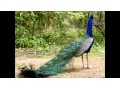 فروش تخم نطفه دار طاووس هندی سبز - تخت طاووس